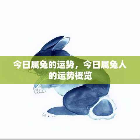 今日属兔运势概览,运势概览及运势分析