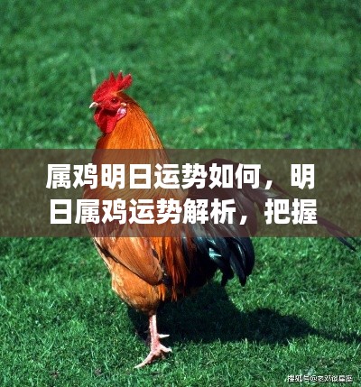 明日属鸡运势详解,把握机遇,迎接挑战,运势解析来袭!