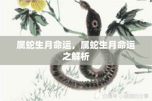 属蛇生月命运详解与解析