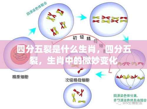 四分五裂背后的生肖微妙变化解析