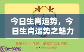 今日生肖运势详解,魅力解析与运势展望