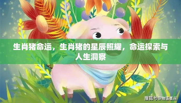 生肖猪命运探索,星辰照耀与人生洞察