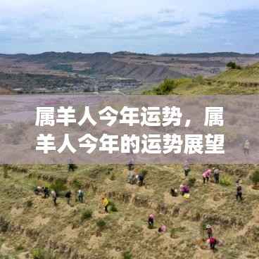 属羊人今年运势展望,把握机遇,迎接挑战