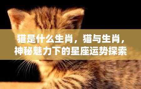 猫与生肖运势,神秘魅力下的星座探索之旅