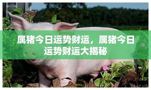 属猪今日运势财运详解,财运大揭秘