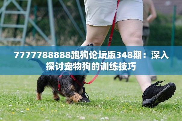 7777788888跑狗论坛版348期:深入探讨宠物狗的训练技巧