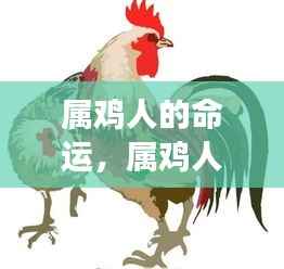 属鸡人的命运展望,星光指引前程