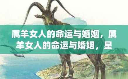 属羊女人的命运与婚姻,星辰指引的幸福探索之路