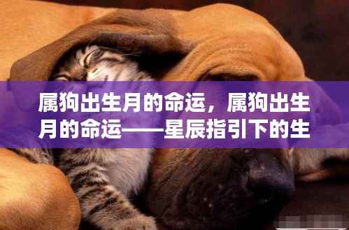 属狗出生月的命运,星辰指引下的生命轨迹