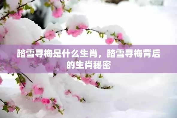 踏雪寻梅背后的生肖秘密,揭秘生肖与梅花的神秘联系