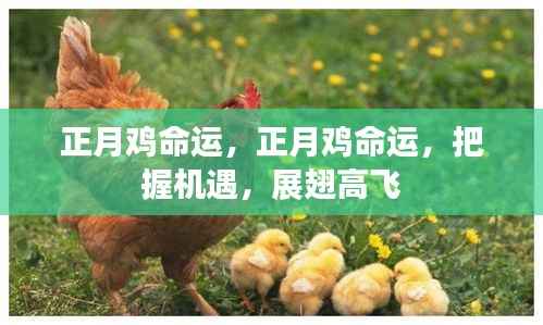 正月鸡命运,把握机遇,展翅高飞的新篇章