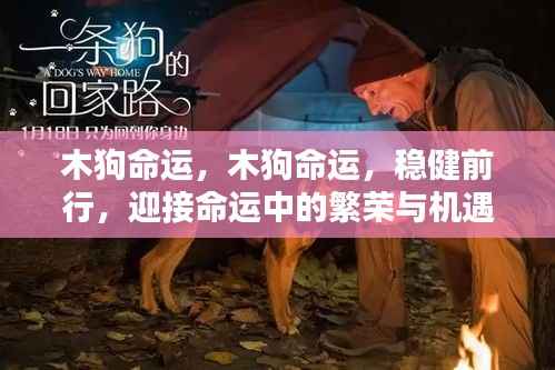 木狗命运，稳健前行，繁荣与机遇的迎接之路