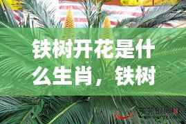 铁树开花揭示生肖奇迹时刻,揭秘你的运势巅峰