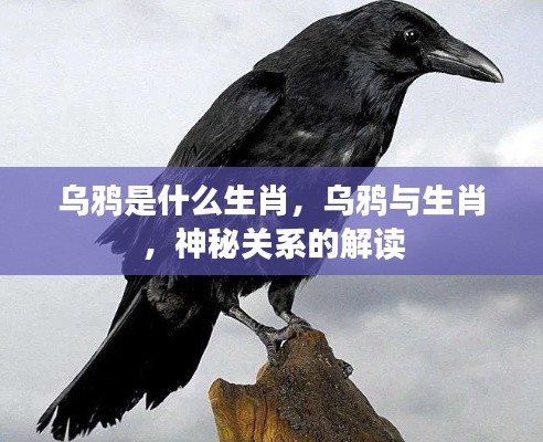 乌鸦与生肖,神秘关系的解读揭秘