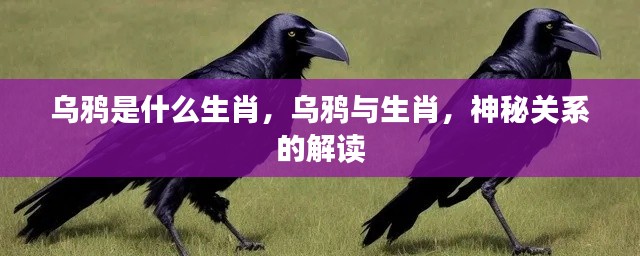 乌鸦与生肖,神秘关系的解读揭秘