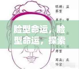 脸型命运之谜,探索面部轮廓背后的运势奥秘