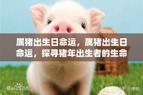 猪年出生者的命运密码,探寻属猪者的生命轨迹与命运起伏