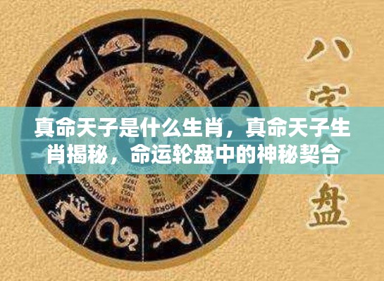 真命天子生肖大揭秘,命运轮盘中的神秘契合之旅