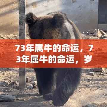 岁月沉淀下的金牛运势解析，揭秘73年属牛人的命运轨迹