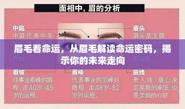 眉毛揭示命运密码,洞悉未来走向的奥秘探索