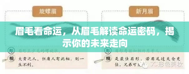 眉毛揭示命运密码,洞悉未来走向的奥秘探索