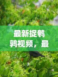 星座运势下的自然观察之旅,最新捉鹌鹑视频分享