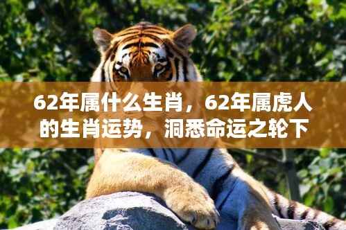 揭秘命运之轮,揭秘生肖虎在六十年代运势及机遇挑战