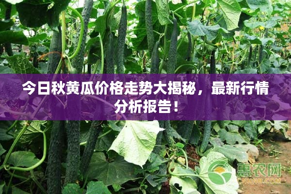 今日秋黄瓜价格走势大揭秘,最新行情分析报告!