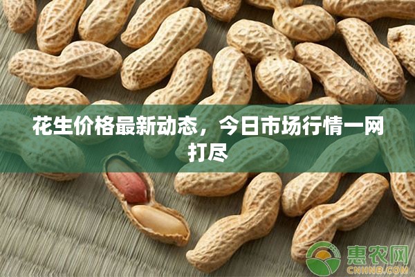花生价格最新动态,今日市场行情一网打尽