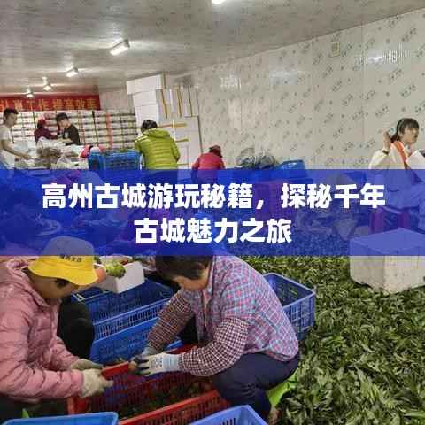 高州古城游玩秘籍,探秘千年古城魅力之旅