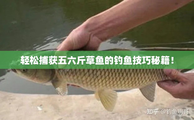 轻松捕获五六斤草鱼的钓鱼技巧秘籍!