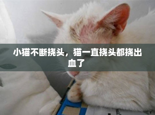 小猫不断挠头,猫一直挠头都挠出血了
