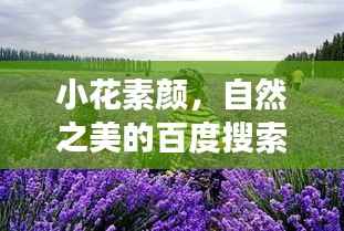 小花素颜,自然之美的百度搜索探险之旅