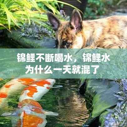 锦鲤不断喝水,锦鲤水为什么一天就混了