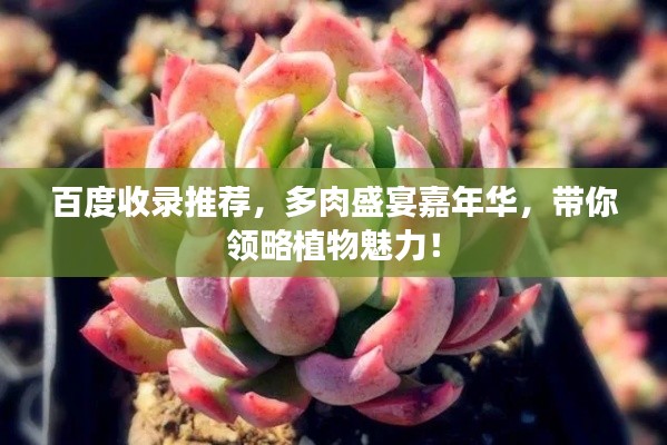 百度收录推荐,多肉盛宴嘉年华,带你领略植物魅力!