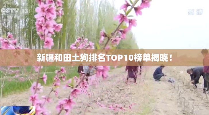 新疆和田土狗排名TOP10榜单揭晓!